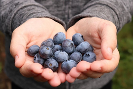 3 lợi ích của quả việt quất đối với sức khỏe