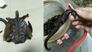 Cô gái tặng bố bình rượu thuốc, uống 7 năm mới phát hiện sự thật đáng sợ ở trong