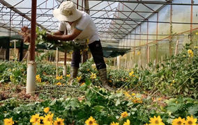 Video: 5000 đồng một cành không ai mua, nông dân Đà Lạt nhổ hoa trồng vụ mới