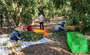 Nhãn đặc sản Sông Mã, Sơn La rớt giá, rẻ hơn rau vẫn ế ẩm