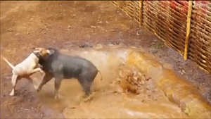 Video: Chó Pitbull bỏ chạy khi lợn rừng phản công