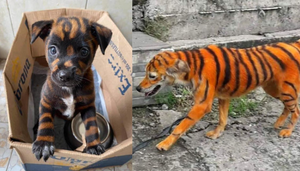 Giật mình với hội 'thú cưng lai hổ' của các 'sen' thích cảm giác mạnh