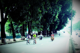 Tiếc nhớ hàng xà cừ cổ thụ trên đường Kim Mã