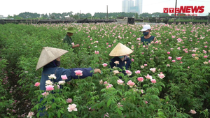 Video: Nông dân Hà Nội cắt hoa, bỏ ruộng, điêu đứng vì dịch COVID-19