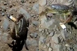 Bật cười xem chú cua dùng càng kẹp điếu thuốc đúng kiểu dân chơi