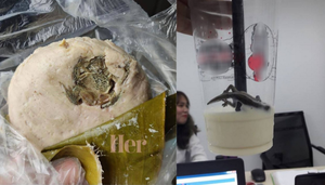 Loạt món ăn khiến người yếu tim bỏ bữa: Giò lụa 'full toping', trà sữa thằn lằn