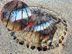 Cá bơi tới trú ẩn nhờ, sứa đốt luôn rồi làm thịt