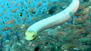 Video: Rắn biển kịch độc dưới đáy đại dương