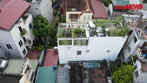 Video: Mãn nhãn vườn rau xanh theo mùa trên sân thượng nhà 5 tầng ở Hà Nội