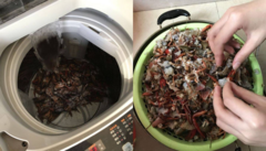 Bắt chước clip mạng, cô gái cho 2,5kg tôm hùm vào máy giặt để rửa và cái kết
