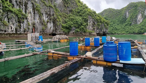 Hải Phòng chi hơn 68 tỷ đồng hỗ trợ hàng trăm hộ nuôi thủy sản trên vịnh Cát Bà