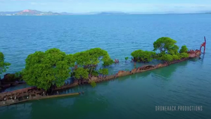 Video: Tàu đắm trở thành 'rừng' ngập mặn tuyệt đẹp ở Australia