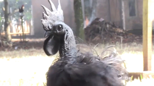 Video: Giống gà đen quý hiếm giá 500 USD ở Indonesia