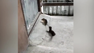 Cười ngất xem chồn vất vả níu đuôi chuột cống 