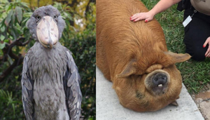 Hú hồn với những loài động vật bị 'lỗi' ngay từ khâu tạo hình của mẹ thiên nhiên