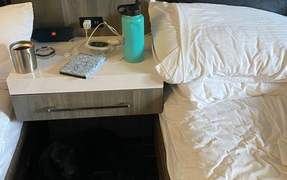 Bạn mất bao lâu để tìm thấy chú chó trong hình?