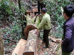 Lâm Đồng: Khởi tố 14 bị can liên quan vụ phá rừng dổi tự nhiên