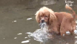 Video: Chó biết nhặt rác, làm sạch dòng suối ở Hàn Quốc