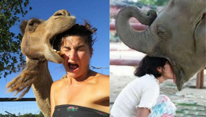 Khóc thét khi hội động vật thể hiện tình cảm quá mức với du khách