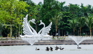 Thiên nga, vịt trời làm tổ trong khu đô thị