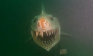 Hãi hùng 'cá mập khổng lồ' được phát hiện dưới đáy hồ đến nay vẫn còn là bí ẩn