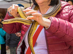 Tưởng rắn là sứ giả của thần, người phụ nữ cuốn lên người rồi chết thảm