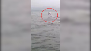 Video: Cá heo hồng ‘làm xiếc’ ở bãi biển Đồ Sơn 