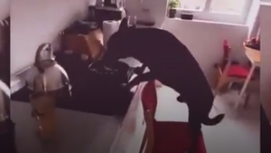 Video: Chú chó đẩy ghế trèo lên bếp ăn vụng 