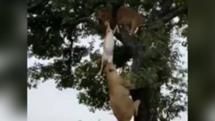 Video: 6 con sư tử leo cây, tranh giành một con nai đã chết