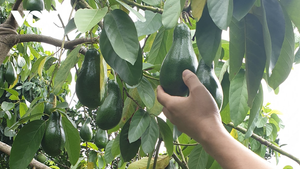 10 năm tới, trái cây nào được xuất khẩu nhiều nhất trên toàn cầu?