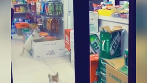 Mèo canh cửa cho đồng bọn vào cửa hàng trộm đồ