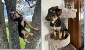 Bật cười xem những chú chó 'cư xử' như thể mình là mèo