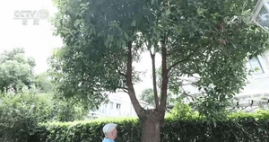 Người đàn ông bị phạt nửa tỷ đồng vì tỉa cây của chính mình, cư dân mạng bức xúc