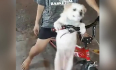 Chú chó hậu đậu ngã đau điếng khi xuống xe