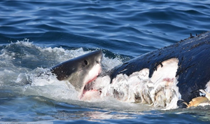 Cá voi lưng gù chết thảm, đàn cá mập rủ nhau tới rỉa xác