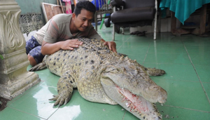 Gia đình nuôi cá sấu 200kg trong nhà làm thú cưng, chiều chuộng như con