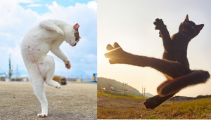 Bắt quả tang hội mèo 'luyện võ công', kỹ thuật đạt mức thượng thừa thế này đây