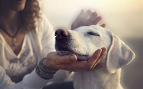 Ở nhà hoàn toàn vẫn lây nhiễm COVID-19 qua chó mèo, có đúng không?