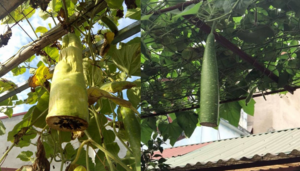 Bí kíp cắt bầu chừa lại nửa quả trên cây để nuôi tiếp và cái kết không ngờ tới
