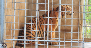 20 ngày tốn 400 triệu chăm 9 con hổ sau giải cứu ở Nghệ An, chưa đâu nhận nuôi