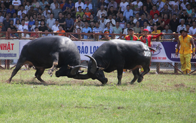 Hải Phòng tiếp tục dừng Lễ hội chọi trâu Đồ Sơn 2021 để chống dịch COVID-19