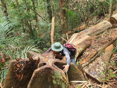 Ảnh: Lợi dụng dịch, lâm tặc 'xẻ thịt' nhiều cây cổ thụ rừng tự nhiên ở Đắk Lắk