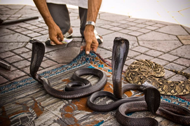 Thợ bắt rắn chết oan vì nọc rắn khi thực hiện nghi lễ thiêng liêng 