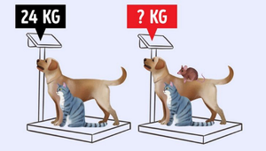 Thử thách IQ: 3 câu đố tư duy hóc búa khiến dân mạng lần lượt 'đầu hàng'