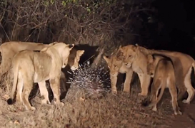 Nhím anh hùng một mình chống lại 17 con sư tử