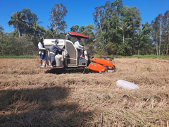 Cà Mau chung sức xây dựng nông thôn mới giữa đại dịch COVID-19