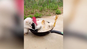 Gà nằm ngửa trong chảo cho cún con 'nấu nướng'