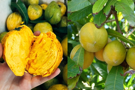 Trứng gà nhưng lại lủng lẳng trên cây, loại quả gợi nhắc tuổi thơ của bao người