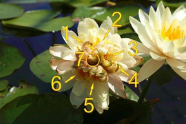 Xuất hiện hoa súng 7 nhụy cực hiếm làm xôn xao dư luận Trung Quốc