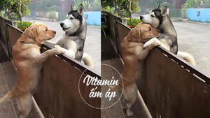 Cái ôm qua vách cửa của chú chó ‘sổng chuồng’ và câu chuyện cảm động phía sau